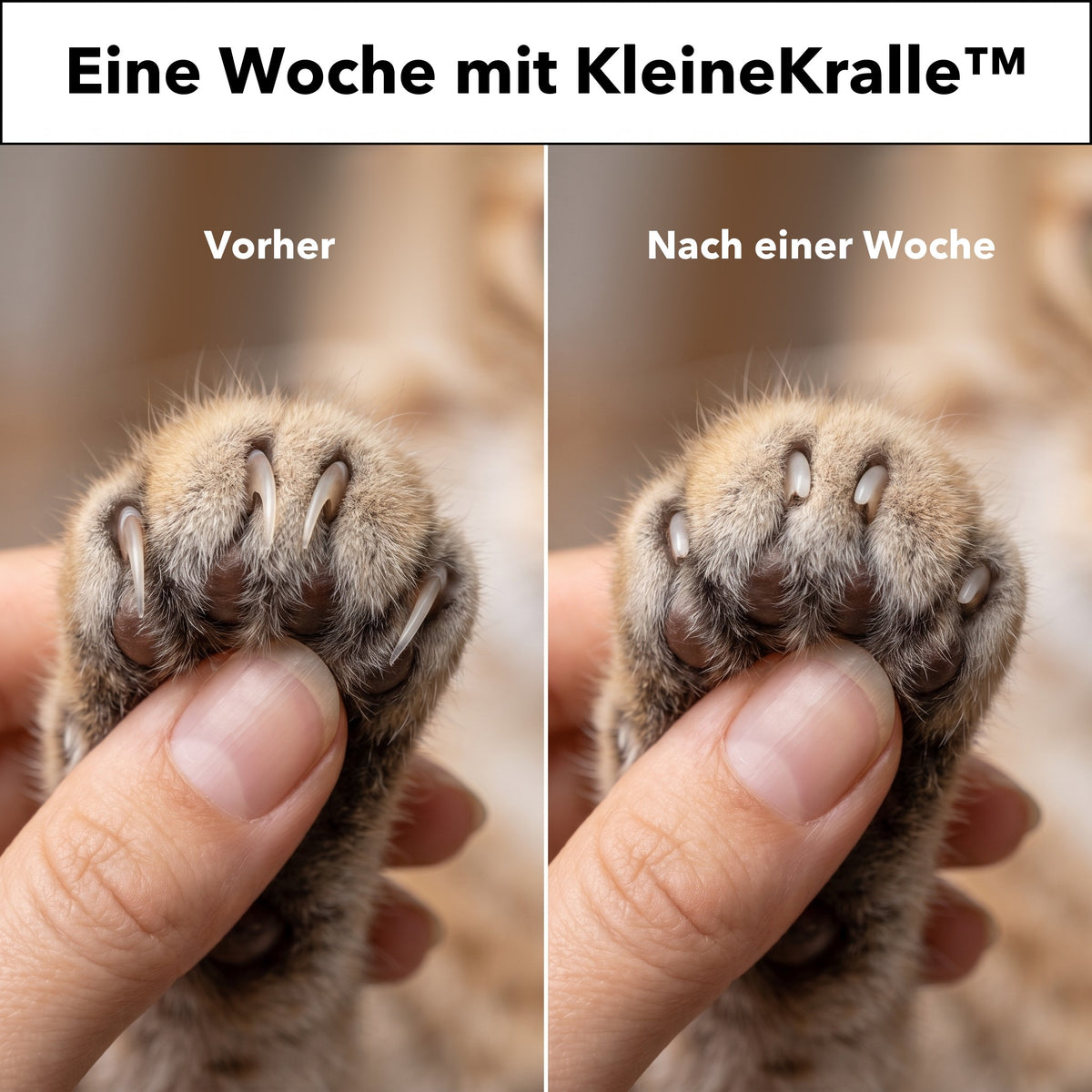 Katzenkralle vorher und nach einer Woche mit KleineKralle™